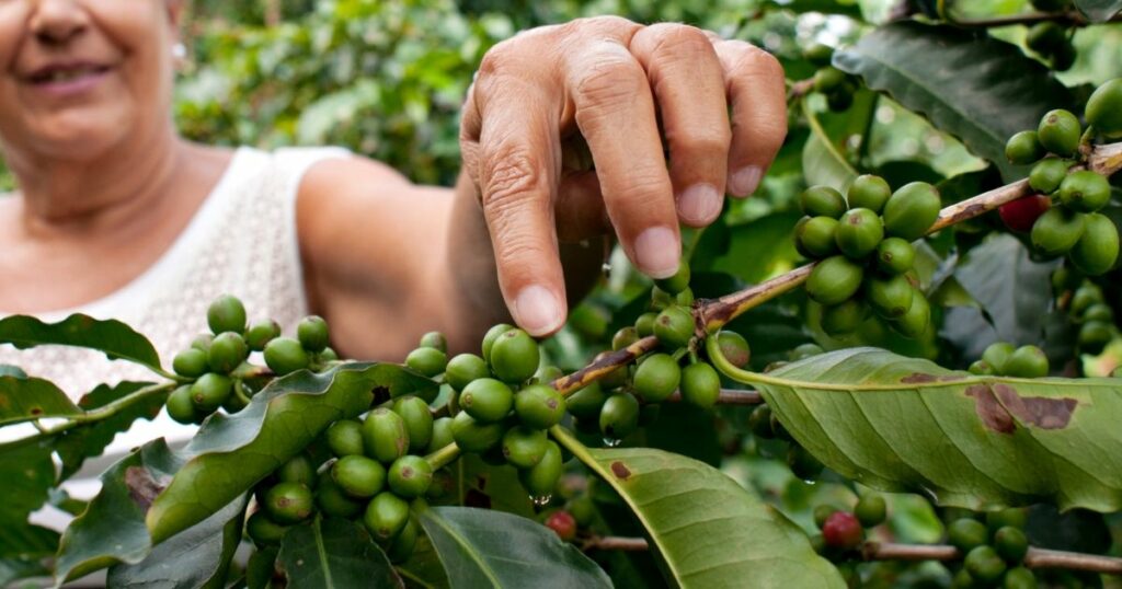 Rainforest Alliance Certified coffee