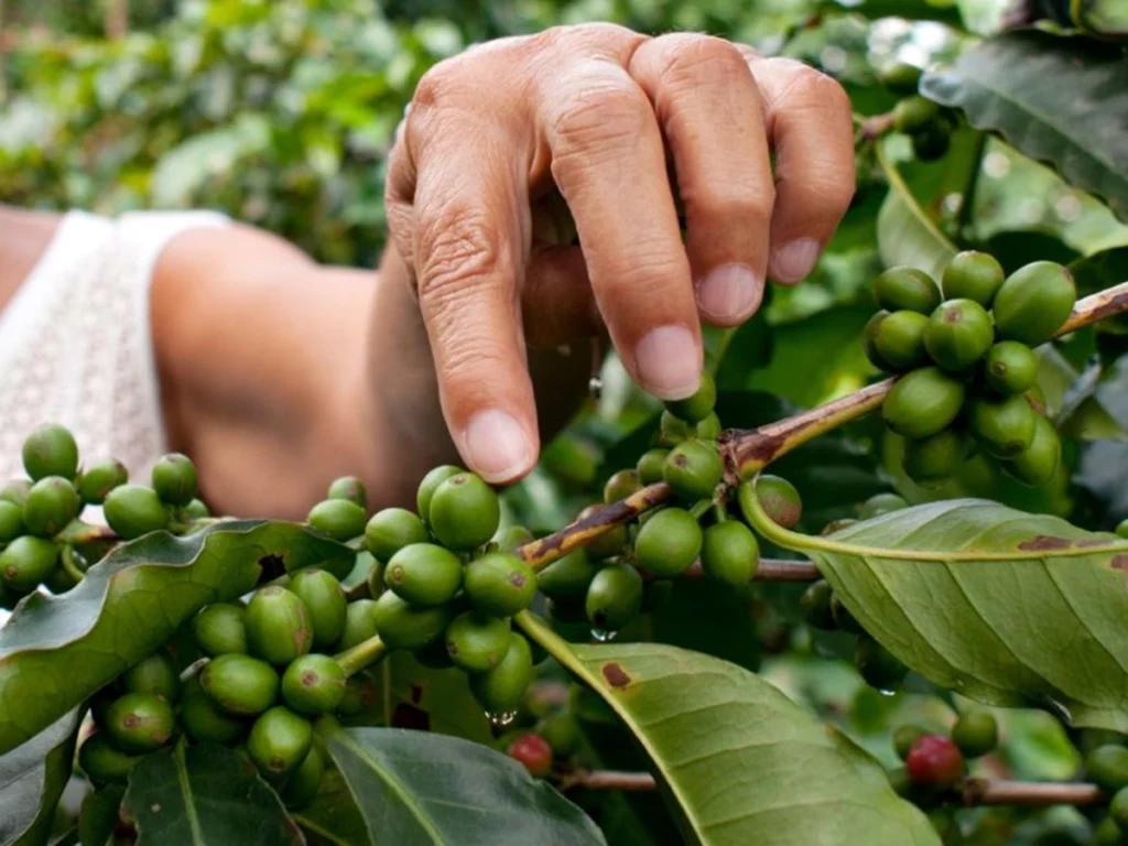 SpecialCoffee