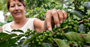 Rainforest Alliance Certified coffee farm: sustainable coffee - caffè sostenibile