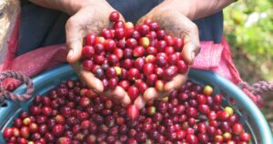 Rainforest Alliance Certified coffee cherries: sustainable coffee - caffè sostenibile